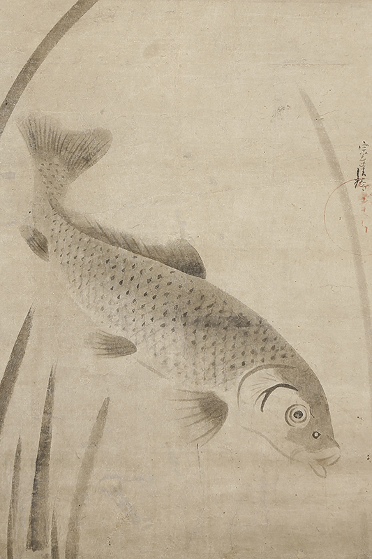 Carp