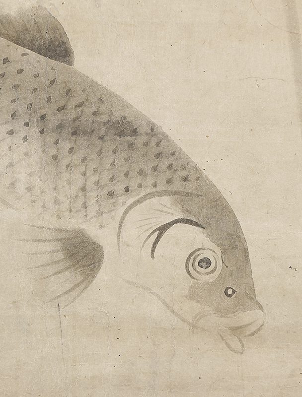 Carp