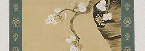 Cherry Blossoms