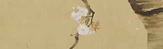 Cherry Blossoms