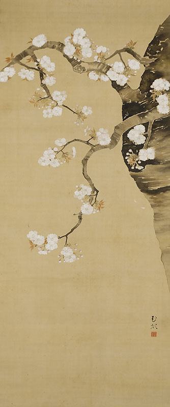 Cherry Blossoms