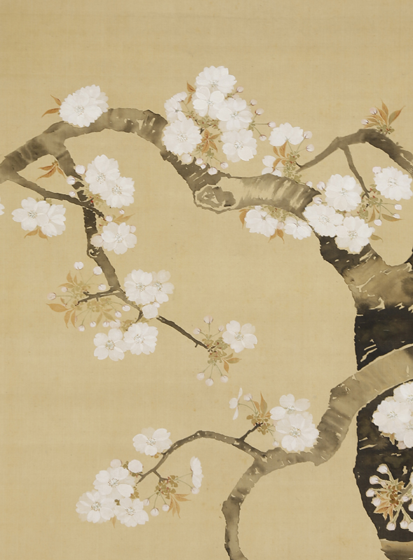 Cherry Blossoms