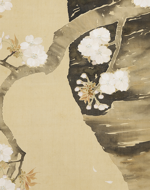 Cherry Blossoms