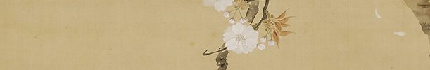 Cherry Blossoms