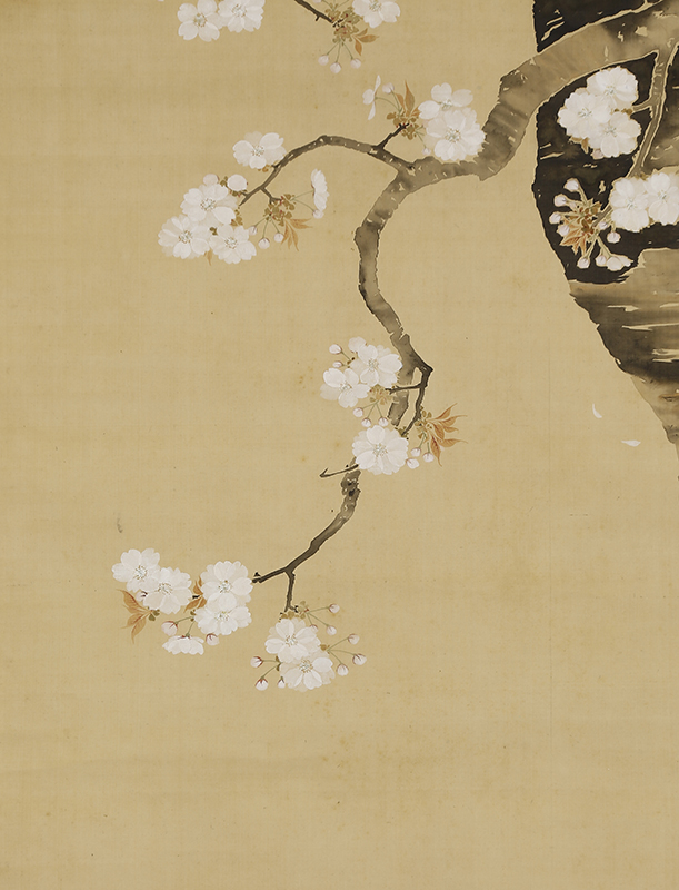 Cherry Blossoms