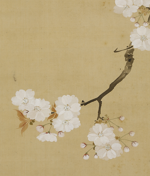 Cherry Blossoms