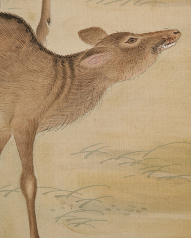 Twin Deer