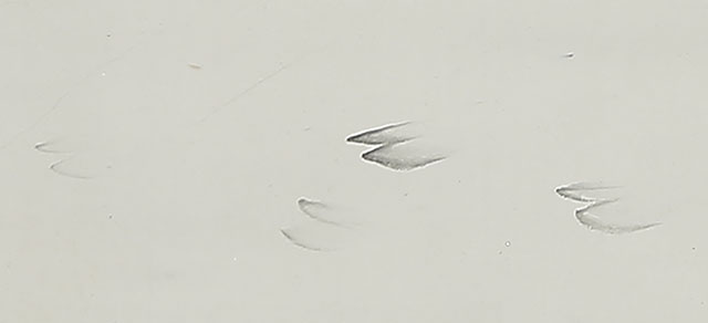 Deer's Footprints