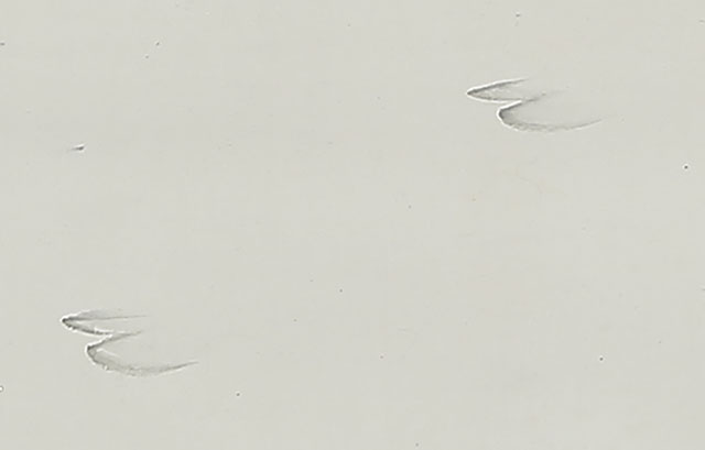 Deer's Footprints