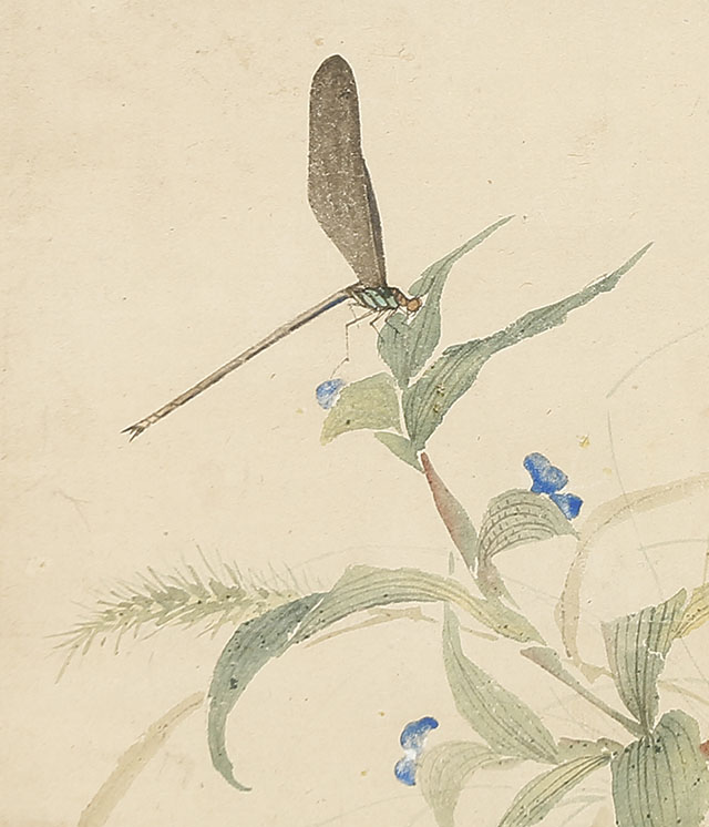 Insects on Dayflowers and Pampas Grass