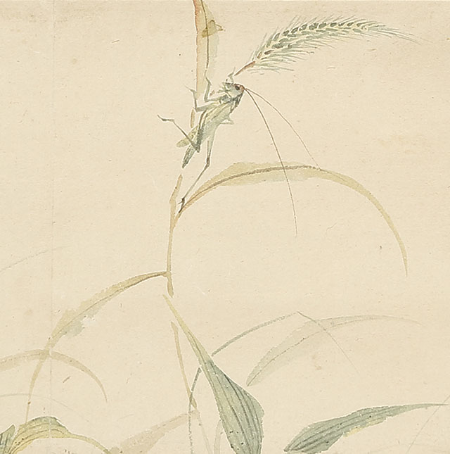 Insects on Dayflowers and Pampas Grass