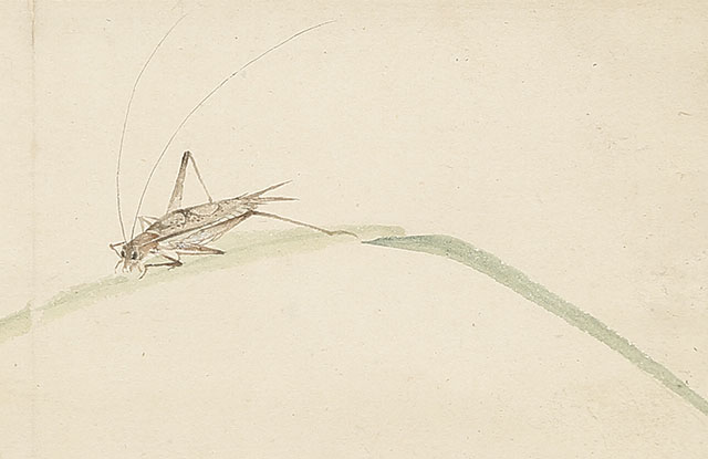 Insects on Dayflowers and Pampas Grass
