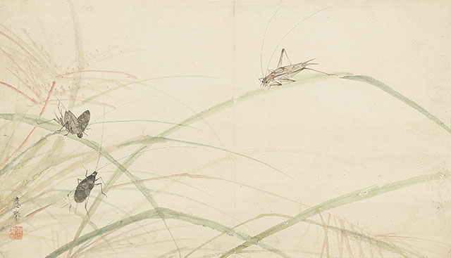 Insects on Dayflowers and Pampas Grass