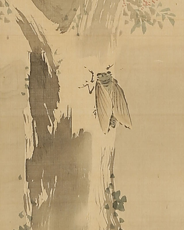 蝉図(73歳)