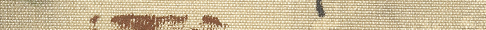 Parrots on the Tree Branch