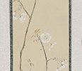 Cherry Blossoms