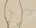 Cherry Blossoms