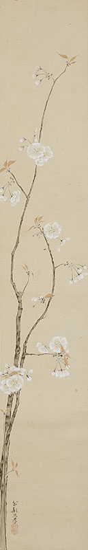 Cherry Blossoms