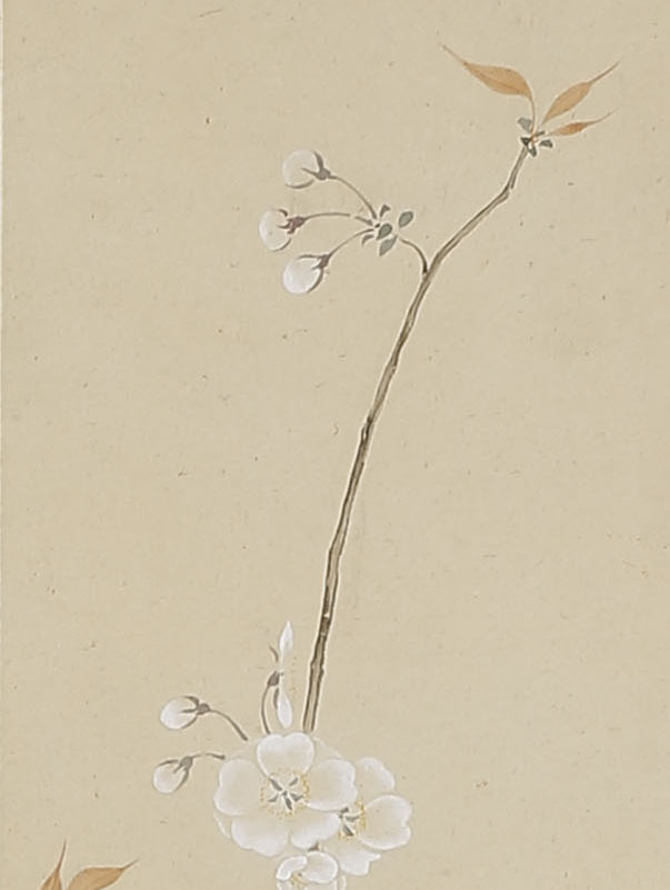Cherry Blossoms