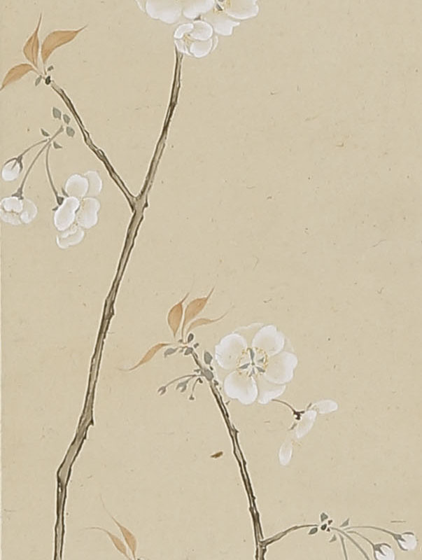 Cherry Blossoms