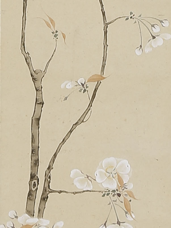 Cherry Blossoms