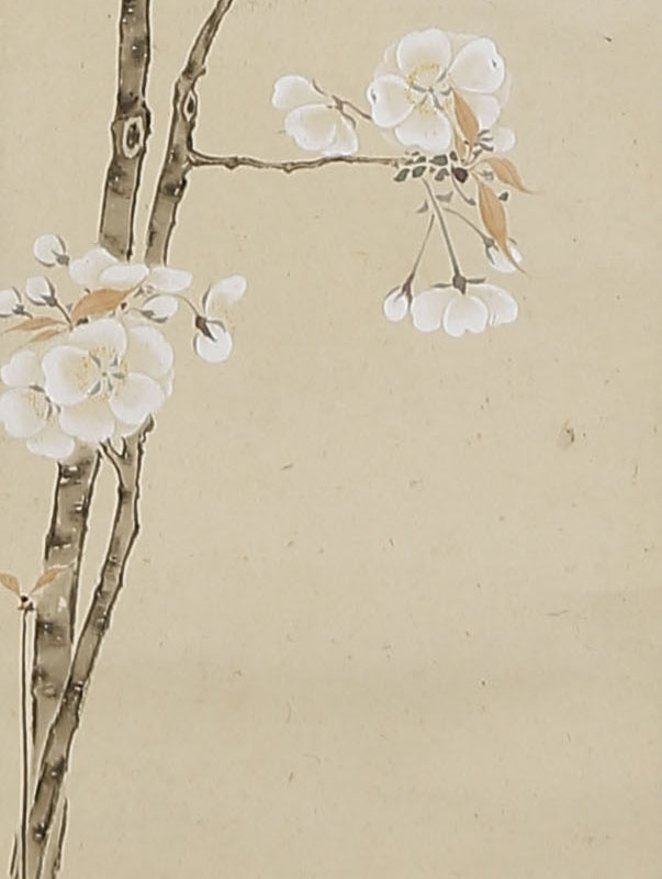 Cherry Blossoms