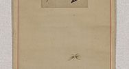 Butterflies, with offering Haiku as of April 12