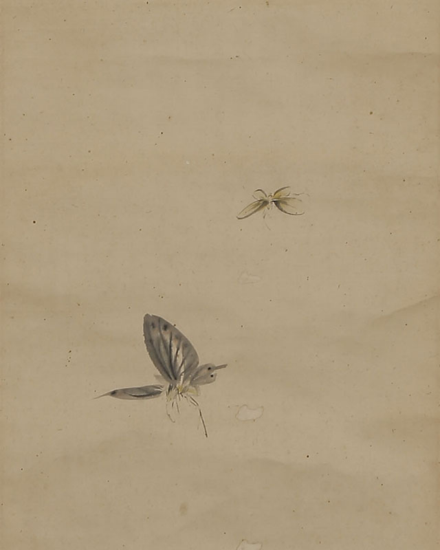 Butterflies, with offering Haiku as of April 12