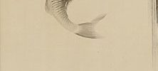 Ascending Carp
