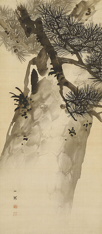 Old Pine Tree