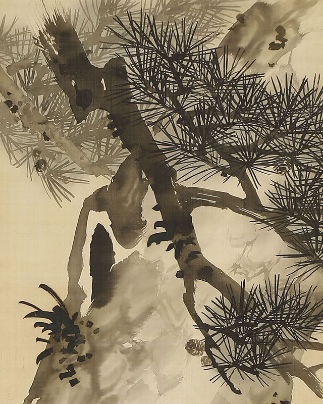Old Pine Tree