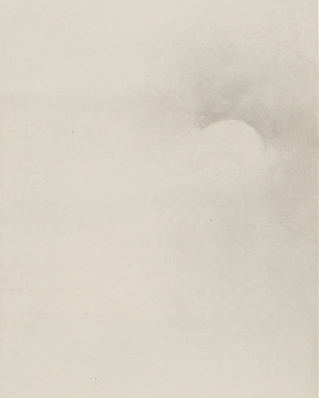 Raccoon under the Moon