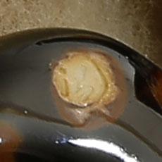 錦魚 置物