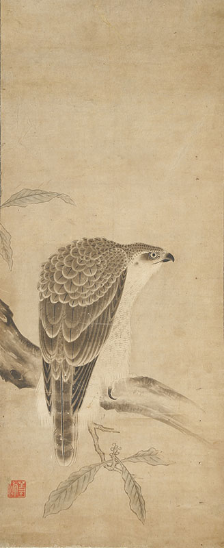 釈迦 鷹